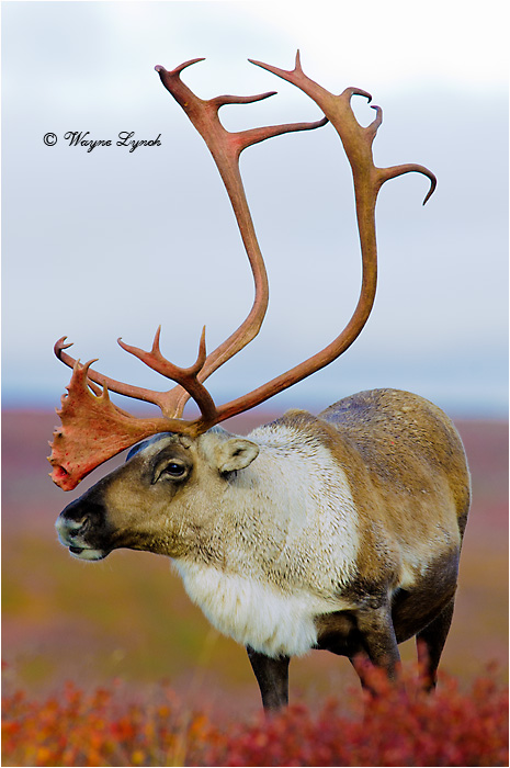 Barrenground Caribou Bull 115  by Dr. Wayne Lynch &copy;